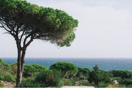 Sunny Day in Green Garden near Santa Fe with Nancy Brook