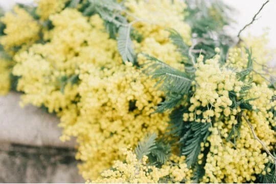 Flowers in the Hair with Katie